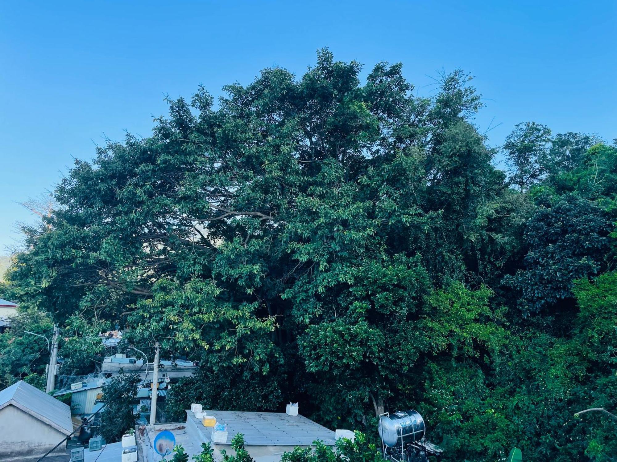 Monkeyland Cham Island Homestay Tân Hiệ Zewnętrze zdjęcie